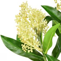daiktų Dirbtinių gėlių kremas Skimmia japonica Skimmie 45cm 2vnt