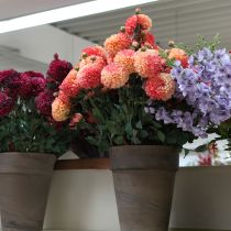 daiktų Dirbtiniai jurginai persikų rožinės spalvos Ø10cm I80cm 2vnt.