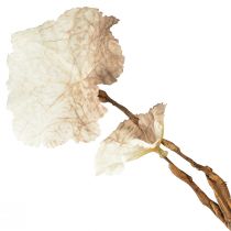 daiktų Dirbtinis rudeninis Heuchera Branch kremas dirbtinis rudas L85cm