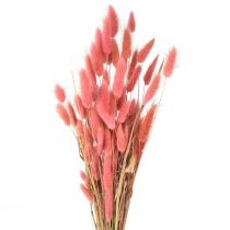 daiktų Lagurus Dried Rabbit Tail Grass Rožinė L45cm 50g