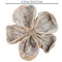 daiktų Landlotus White Washed 6-12cm 50 vnt.