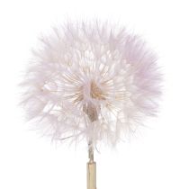 daiktų Džiovintos milžiniškos kiaulpienės gėlės moderniam interjerui, 12 cm, 4 vnt.