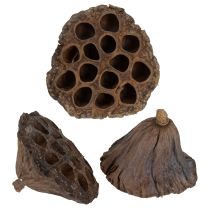 daiktų Lotoso svogūnėlis didelis, 100 vnt. natūralus