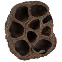 daiktų Lotoso svogūnėlis, mažas, 100 vnt., natūralus