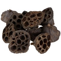 daiktų Lotoso svogūnėlis, mažas, 100 vnt., natūralus