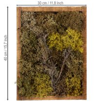 daiktų Samanų paveikslas, tikrų samanų paveikslas su rėmu, konservuotas, 40 × 30 cm