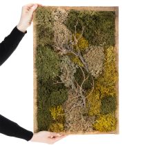 daiktų Samanų paveikslas, tikros konservuotos samanos ir šakelės, natūralios, 60 × 40 cm