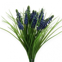 daiktų Vynuogių hiacintai 28cm - 30cm Mėlyna 15 vnt
