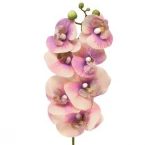 daiktų Orchid Phalaenopsis dirbtinis 7 žiedai purpurinis kremas 73cm
