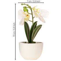 daiktų Mini orchidėjos Dirbtinės baltos orchidėjos vazonėlyje 15cm