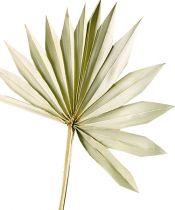 daiktų Palmspear Sun Natural Palm Leaf Dried Natural Decoration 30 vnt