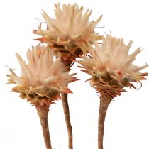 daiktų Leucospermum Plumosum Silver Tree Blossoms Light 25 vnt