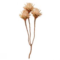 daiktų Leucospermum Plumosum Silver Tree Blossoms Light 25 vnt