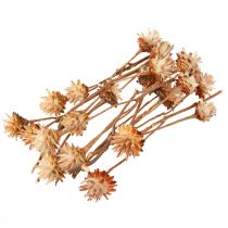 daiktų Leucospermum Plumosum Silver Tree Blossoms Light 25 vnt