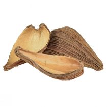 daiktų Vaisių ir sėklų kapsulinės ankštys Pradeep Pods 9-12 cm natural 50 vnt