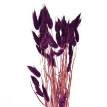 daiktų Velvet žolė violetinė, triušio uodegos žolė, Lagurus L18-50cm 25g