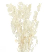 daiktų Sidabrinis lapelis Mėnulis Violetinė Lunaria Konservuota L70cm 20g