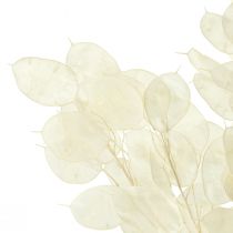 daiktų Sidabrinis lapelis Mėnulis Violetinė Lunaria Konservuota L70cm 20g