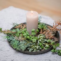 Sultingas Echeveria Ø6,5cm L11cm 6 vnt