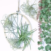 daiktų Tillandsia sultingi dirbtiniai žalieji augalai 13cm