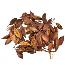 daiktų Sausas dekoratyvinis Brachyciton natūralus butelių medis 5-10cm 1kg