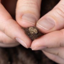 daiktų Pūkuota Mirabell vilnonė virvelė, ruda, 25 m dekoratyvinė juostelė floristikai ir rankdarbiams