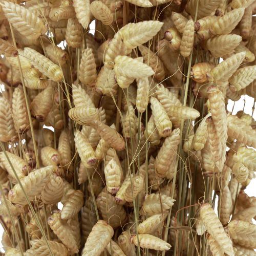 Floristik24 Quaking Grass Džiovintos Gėlės Green Natural Briza 60cm 100g