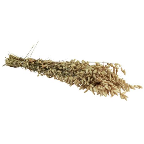 Floristik24 Quaking Grass Džiovintos Gėlės Green Natural Briza 60cm 100g