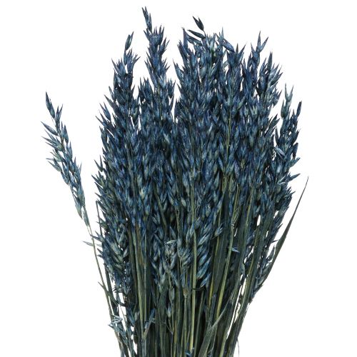 Floristik24 Džiovintos gėlės, avižų džiovintų grūdų puošmena mėlyna 68cm 230g
