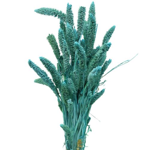 Džiovintos gėlės, Setaria Pumila, soros mėlyna 65cm 200g