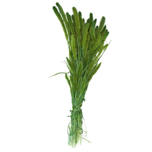daiktų Džiovintos gėlės, Setaria Pumila, šereliai soros žalumo 75cm 170g