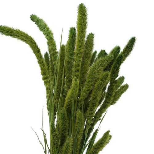 Floristik24 Džiovintos gėlės, Setaria Pumila, šereliai soros žalumo 75cm 170g