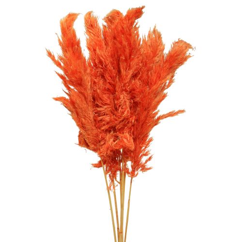 Floristik24 Pampų žolės dekoracija džiovinta oranžinė sausa floristika 72cm 6 vnt