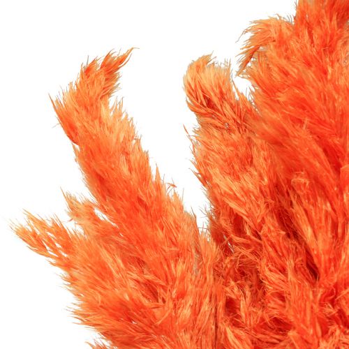 Floristik24 Pampų žolės dekoracija džiovinta oranžinė sausa floristika 72cm 6 vnt