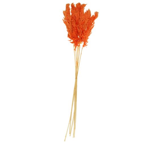 Floristik24 Pampų žolės dekoracija džiovinta oranžinė sausa floristika 72cm 6 vnt