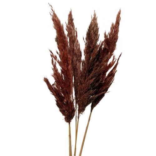 Pampų žolės dekoracija džiovinta raudonai ruda sausa floristika 70cm 6 vnt