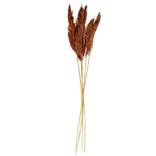 Floristik24 Pampų žolės dekoracija džiovinta raudonai ruda sausa floristika 70cm 6 vnt
