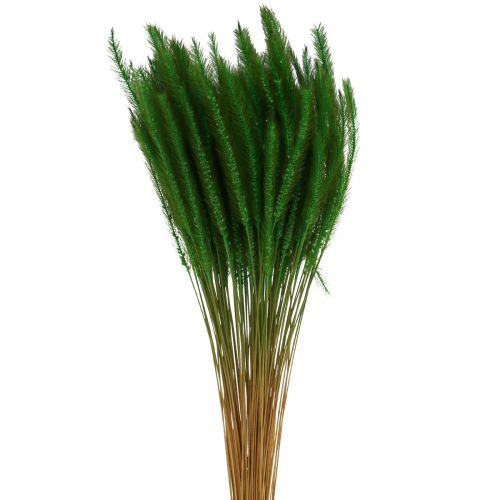 Žalia lapė Setaria viridis sausa žolė 52cm 28g