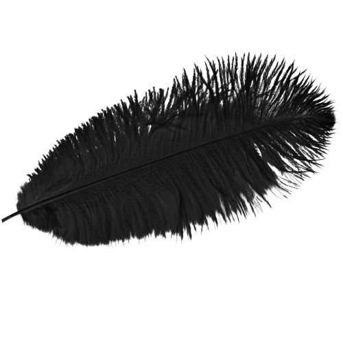 Stručio plunksnos Dekoracija Juodos plunksnos 32-35cm 4 vnt