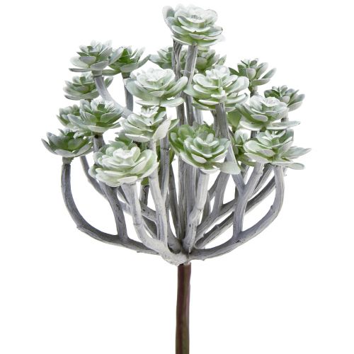 Floristik24 Stonecrop Dirbtiniai sukulentai Dirbtiniai augalai 16cm 4 vnt