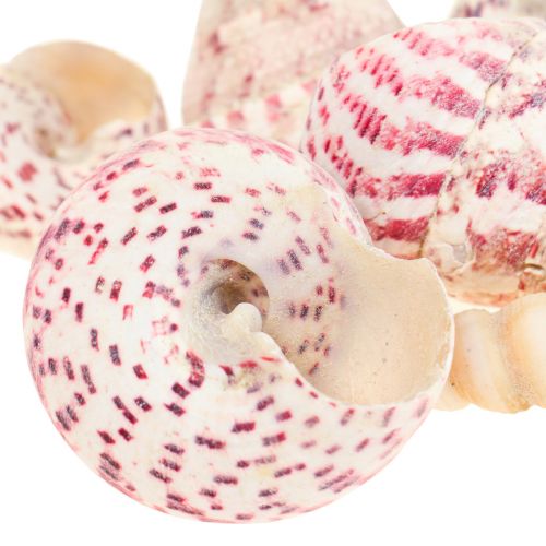 Floristik24 Jūrinė dekoracija sraigių kiautų dekoracija rožinė Trochus Maculatus 1100gr