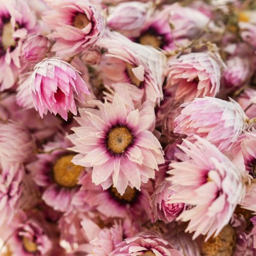 daiktų Šiaudinės gėlės džiovintos gėlės baltai rožinės spalvos 20-35cm kekė 40g
