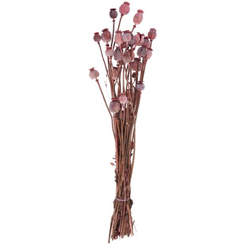 Floristik24 Džiovintos gėlės Džiovintos aguonos Caps Deco Red 80g