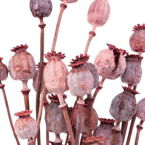 Floristik24 Džiovintos gėlės Džiovintos aguonos Caps Deco Red 80g