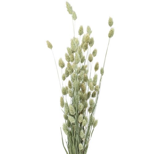Floristik24 Džiovintos žolės Phalaris džiovintos sausos floristinės prigimties 55cm 80g
