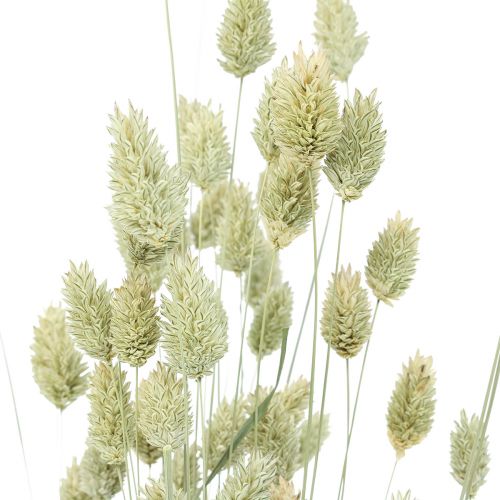 Floristik24 Džiovintos žolės Phalaris džiovintos sausos floristinės prigimties 55cm 80g