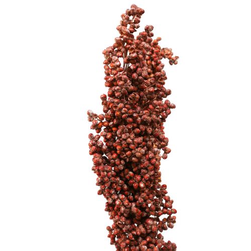 Floristik24 Džiovintos Gėlės Sorgo Soros Apelsinų Sausos Gėlės 70cm 3vnt