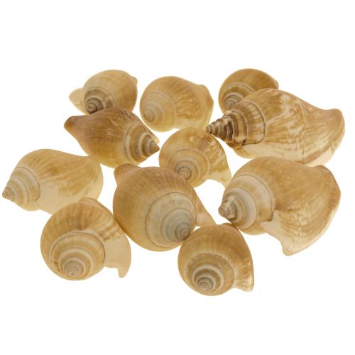 Floristik24 Sraigių kiautai Deco Sea Snail Brown White 3,5-5cm 250g