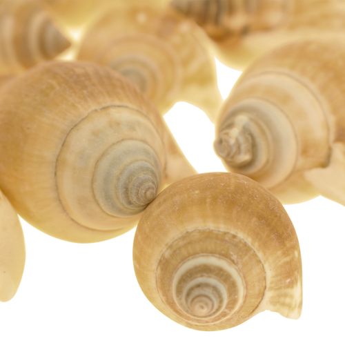 Floristik24 Sraigių kiautai Deco Sea Snail Brown White 3,5-5cm 250g