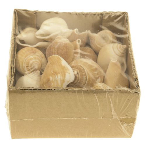 Floristik24 Sraigių kiautai Deco Sea Snail Brown White 3,5-5cm 250g
